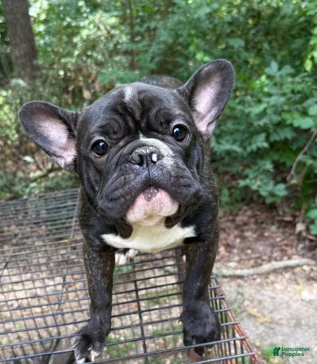French Bulldog dogs for sale: French Bulldog 2 - Ad 1