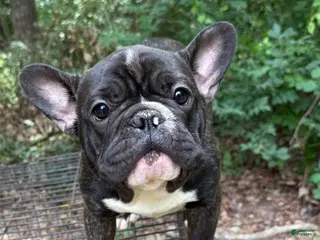 French Bulldog dogs French Bulldog 2 - Ad 26