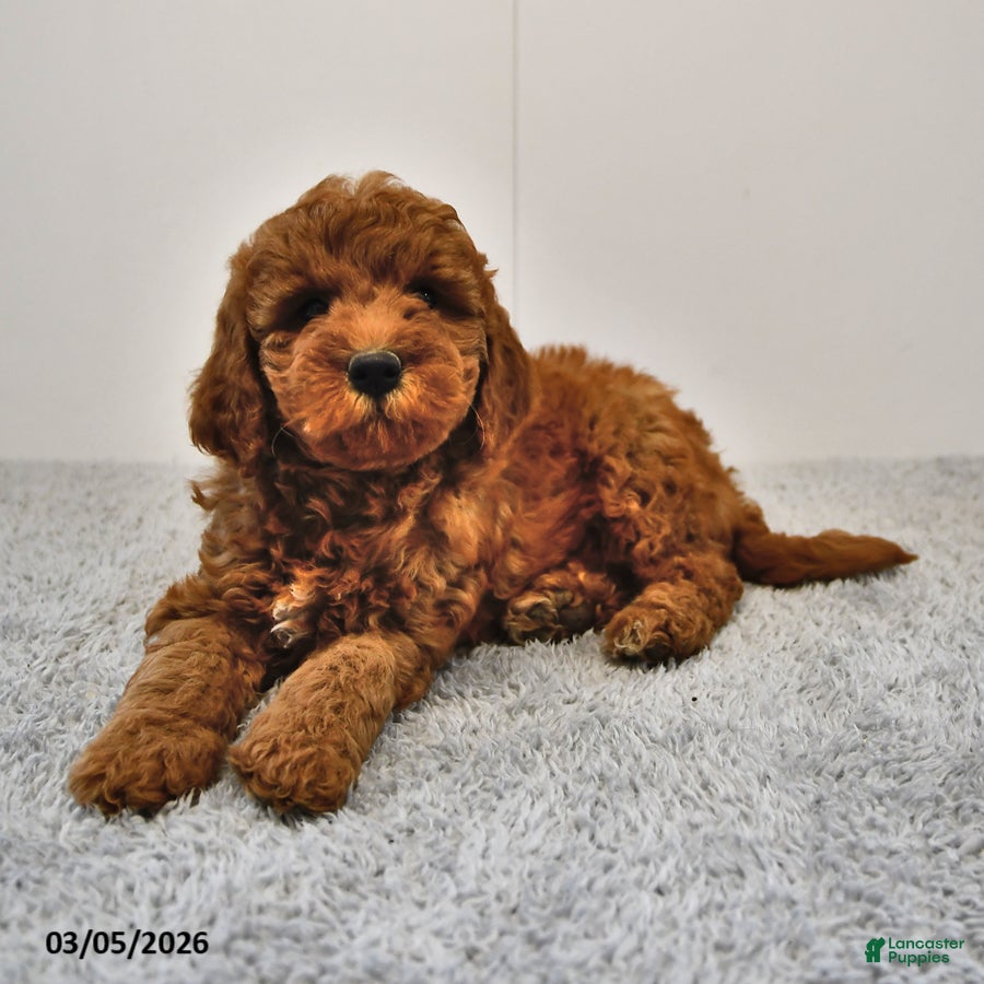 Mini Goldendoodle dogs Brownie - Ad 2