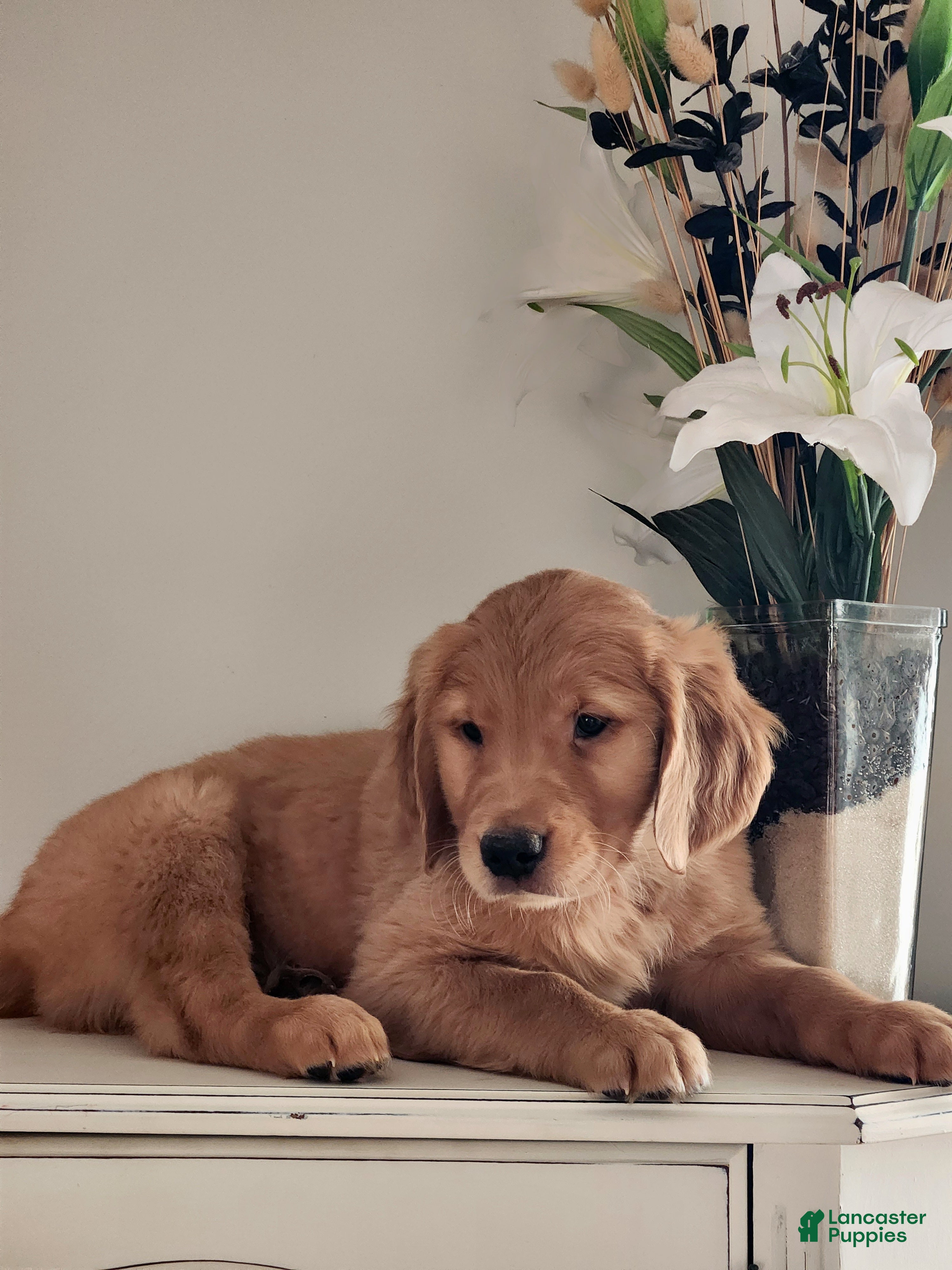 Golden Retriever dogs Randy - Ad 40
