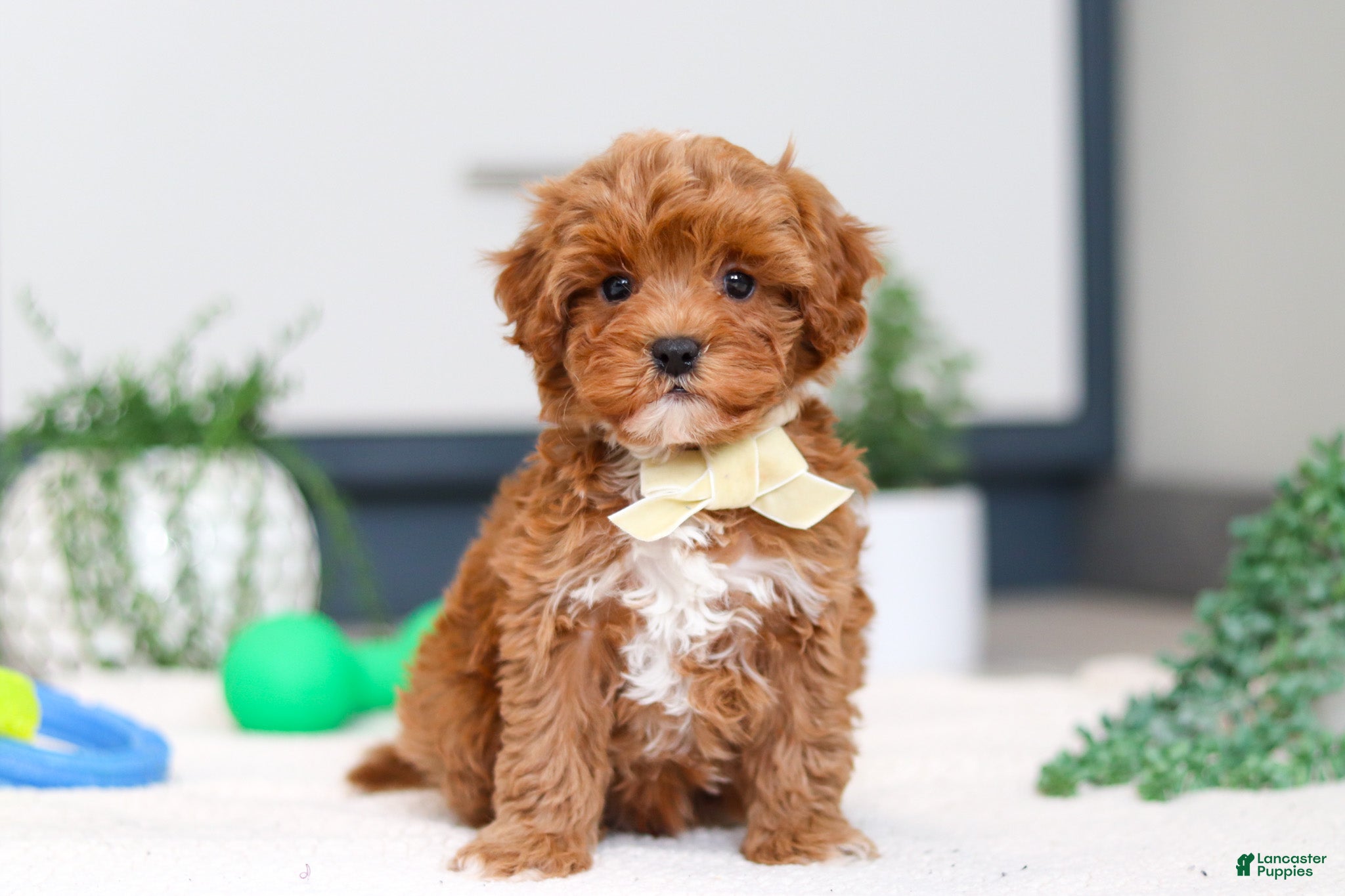 Cavapoo dogs Izzy - Ad 1