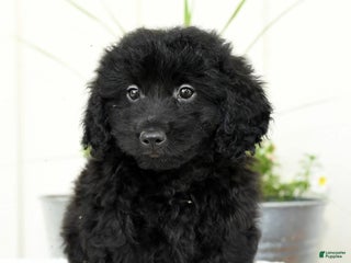 Mini Goldendoodle dogs - Ad 31