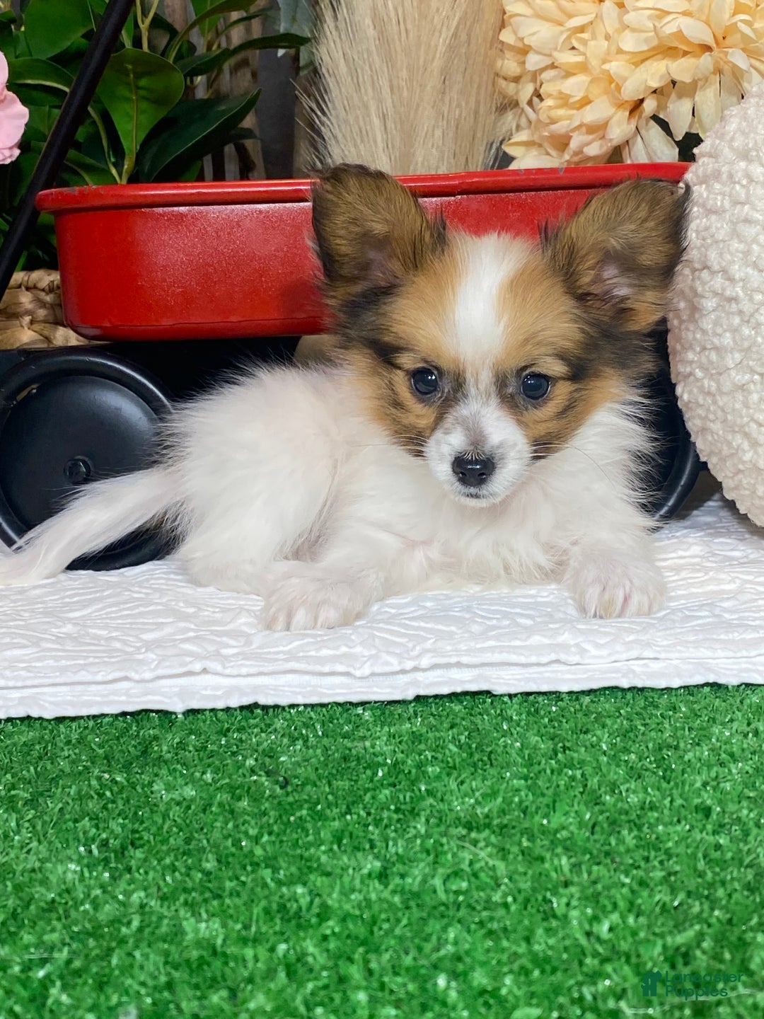 Papillon dogs for sale: Ruby  - Ad 1