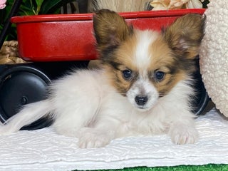 Papillon dogs Ruby - Ad 17