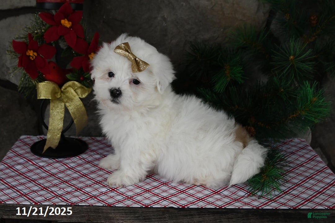 Teddy Bear dogs for sale: Leo - Ad 3