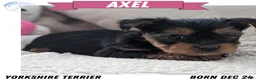 Yorkshire Terrier dogs for sale: Axel - Ad 1