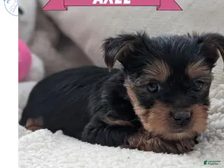 Yorkshire Terrier dogs Axel - Ad 4