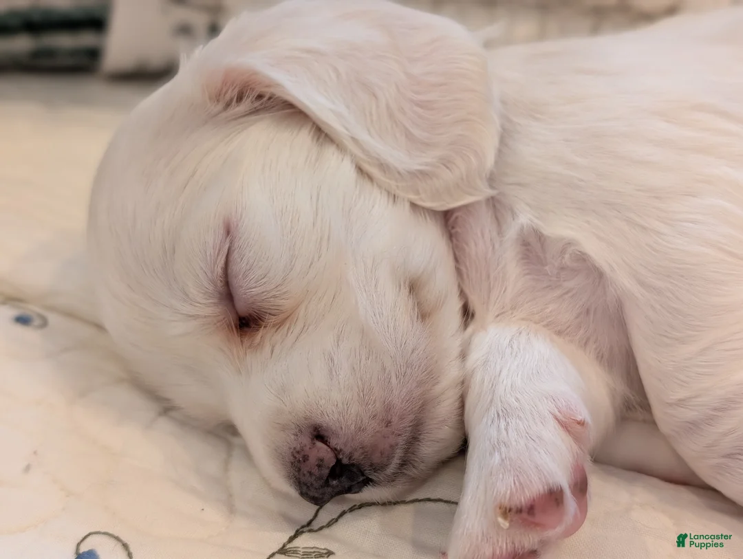 Miniature Dachshund dogs for sale: Miniature Dachshund Puppy 1 - Ad 2