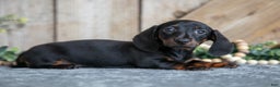 Miniature Dachshund dogs for sale: Ivy - Ad 2