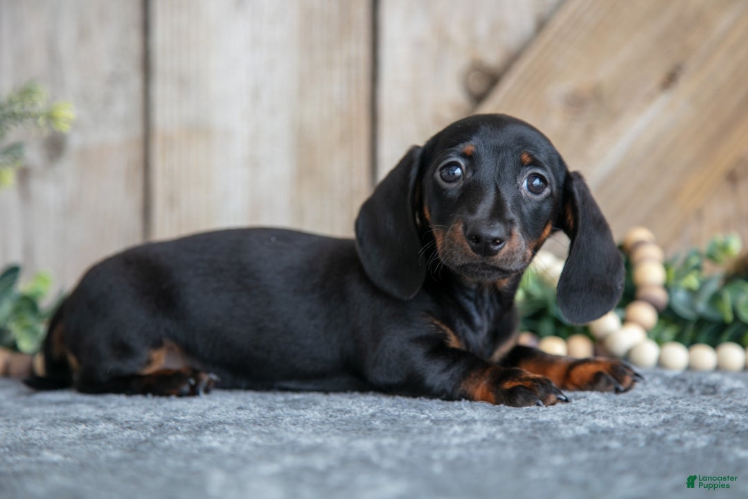 Miniature Dachshund dogs for sale: Ivy - Ad 2
