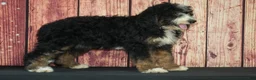 Bernedoodle dogs for sale: Ernie F1 - Ad 2