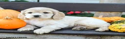 English Cocker Spaniel dogs for sale: Leo - Ad 5