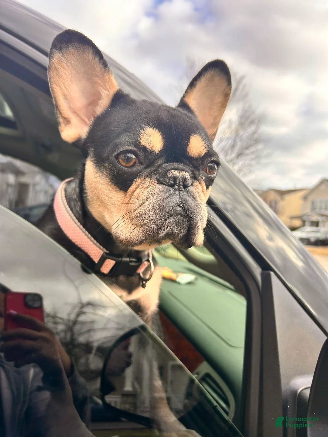 Gallery Image {{count}}