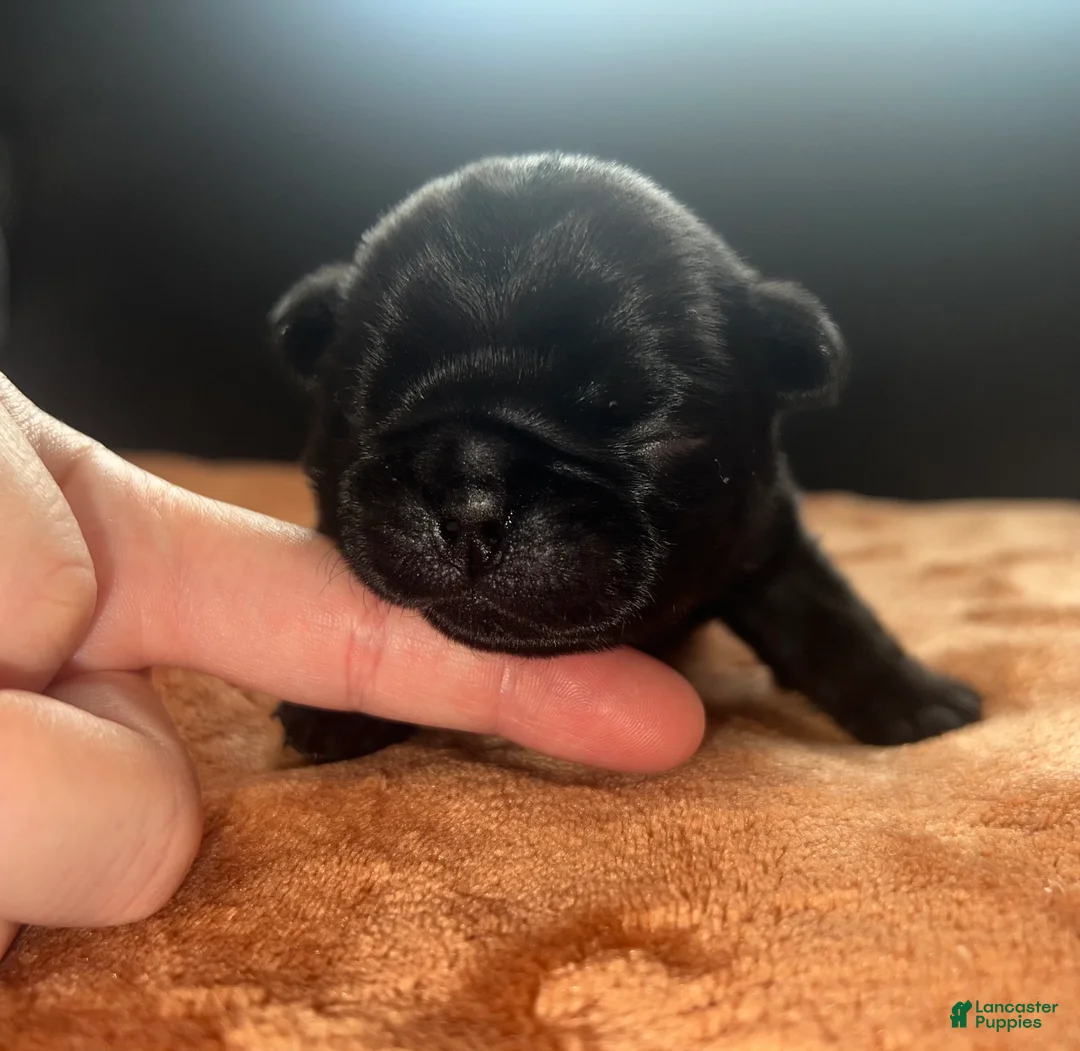 Pug dogs for sale: Neo  - Ad 1