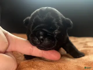 Pug dogs for sale: Neo - Ad 3