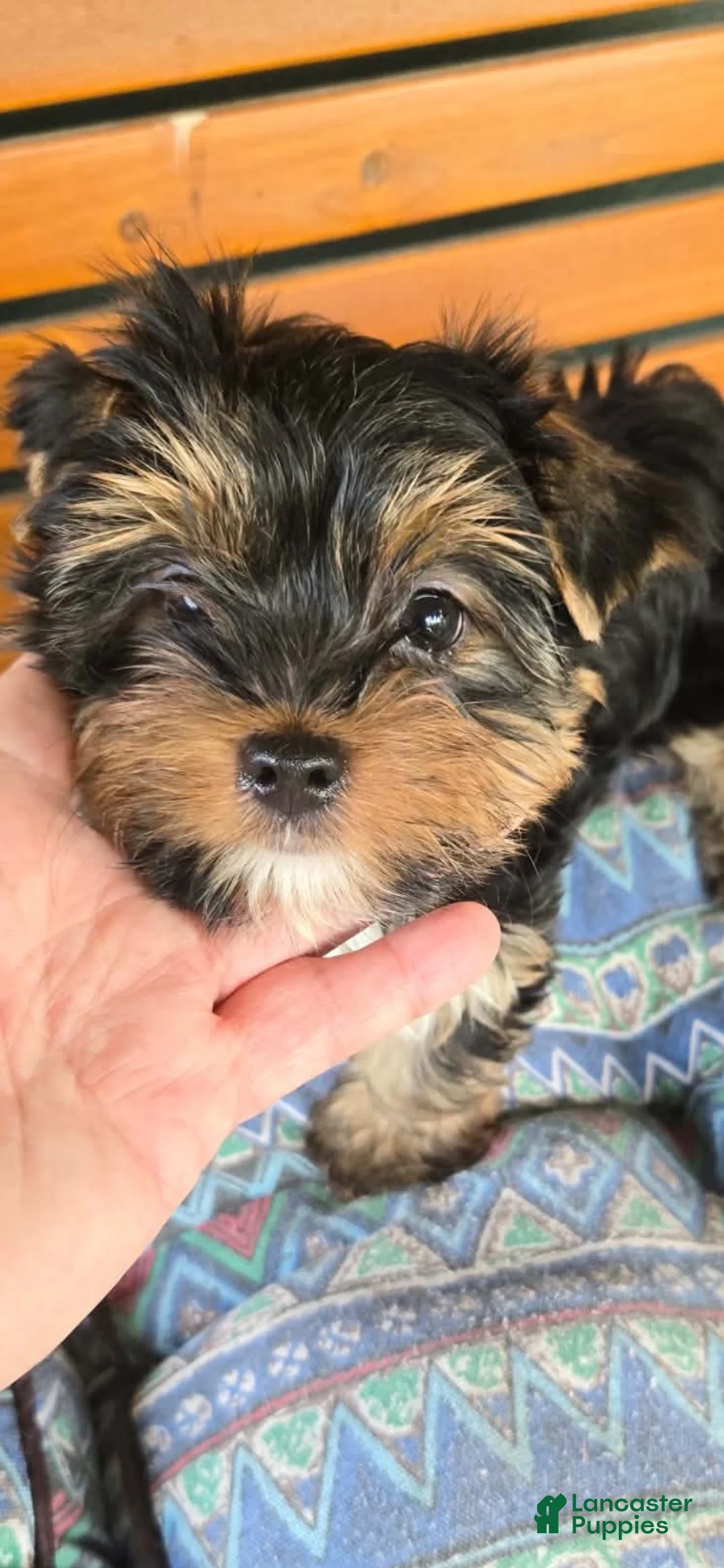 Yorkshire Terrier dogs for sale: Yorkshire Terrier 1 - Ad 6