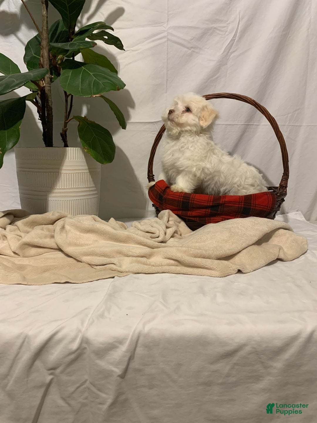 Havanese dogs for sale: Ollie - Ad 4