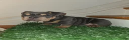 English Bulldog dogs for sale: English Bulldog Puppy 1 - Ad 3