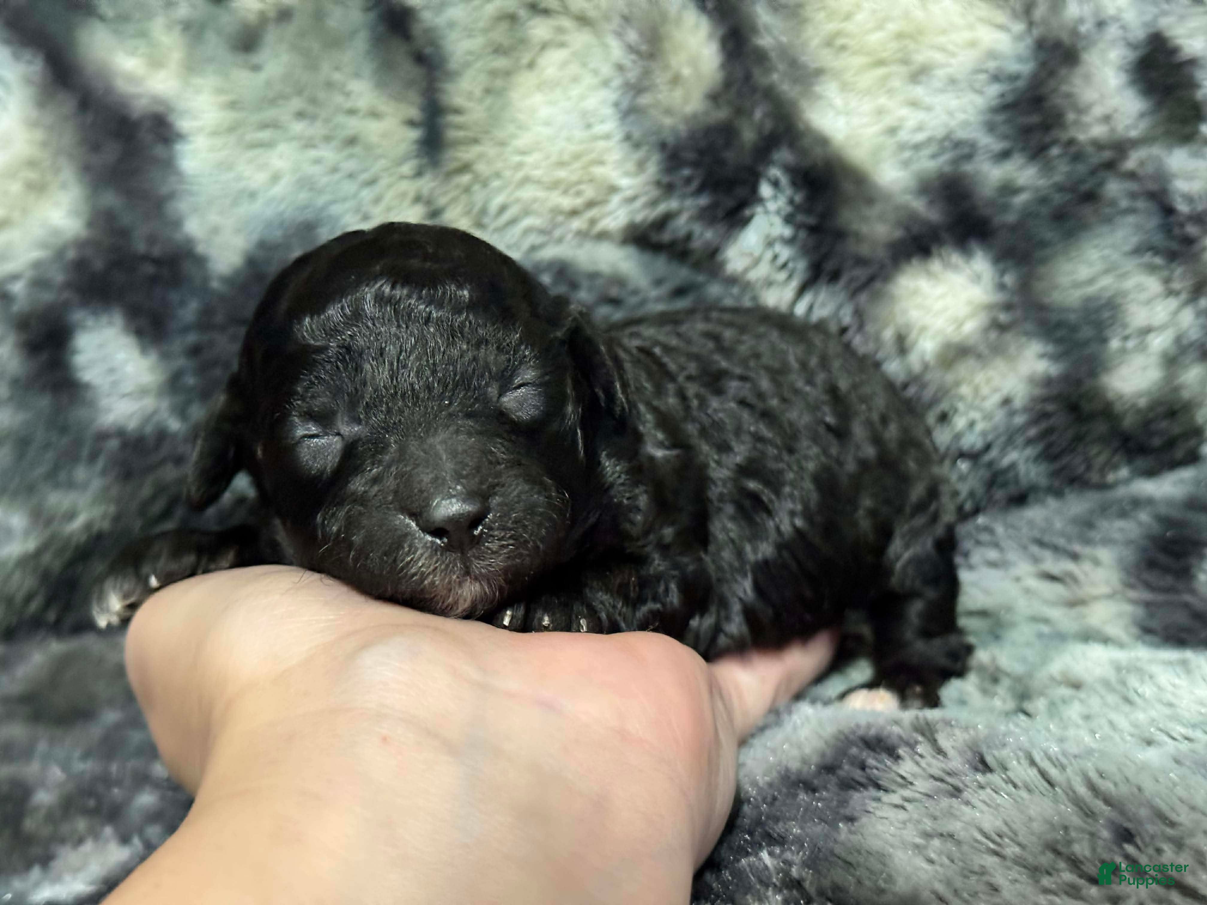 Toy Poodle dogs Jingles - Ad 29