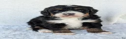 Mini Bernedoodle dogs for sale: Mini Nemo  - Ad 5