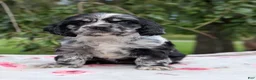 Cocker Spaniel dogs for sale: Chloe - Ad 5