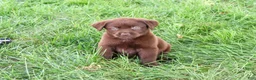 Labrador Retriever dogs for sale: Mabel - Ad 3