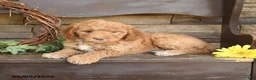 Mini Goldendoodle dogs for sale: Maple   - Ad 3