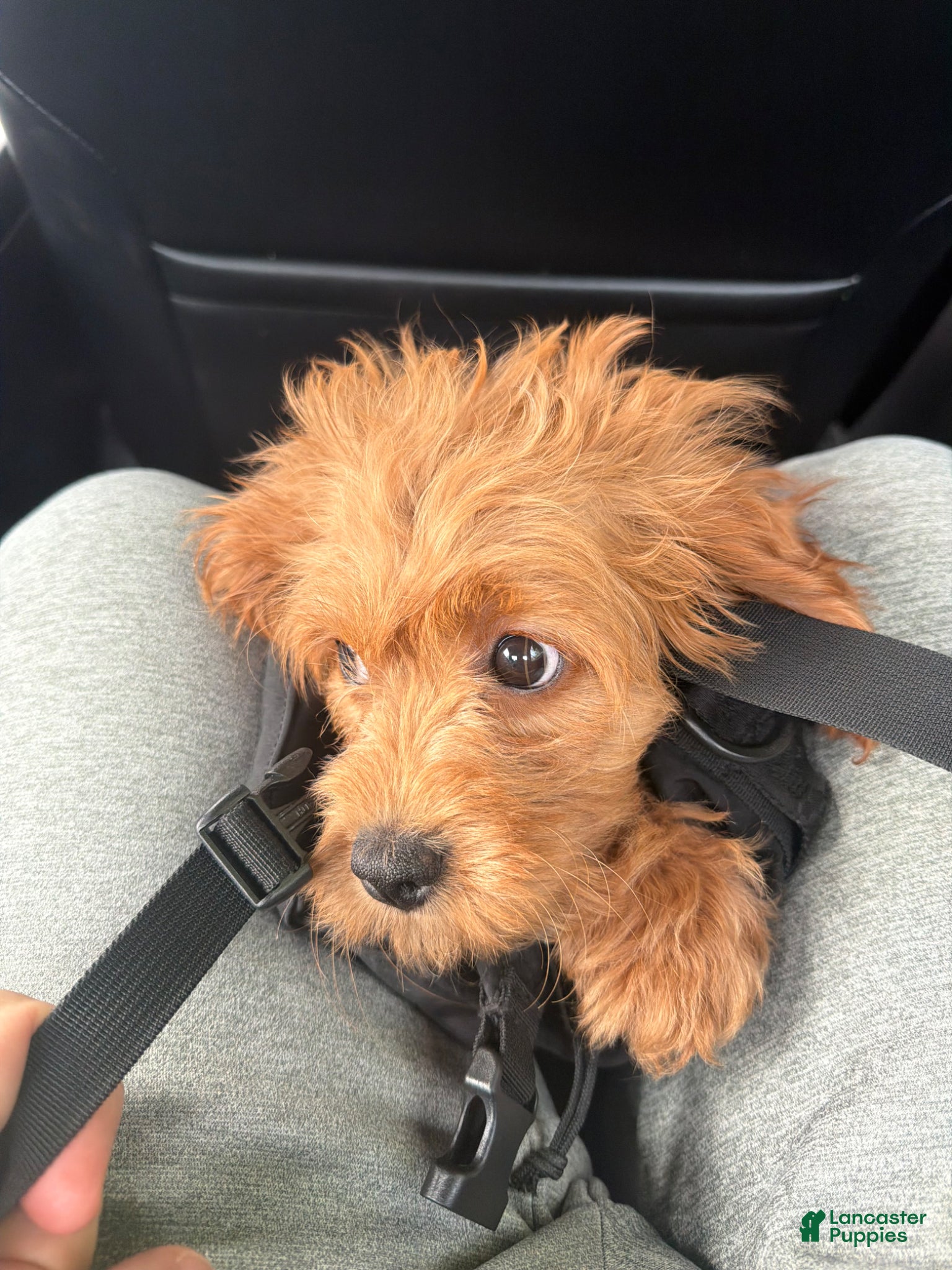 Cavapoo dogs Cavapoo Puppy 1 - Ad 1