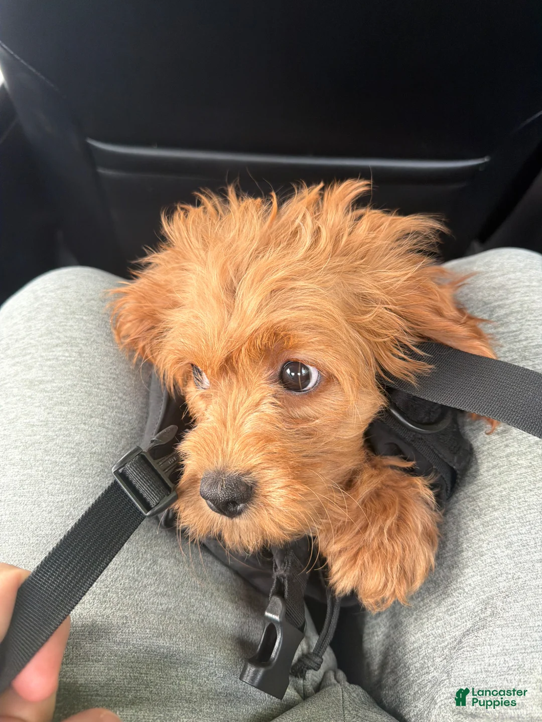 Cavapoo dogs for sale: Cavapoo Puppy 1 - Ad 1