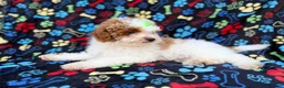 Miniature Poodle dogs for sale: Candy - Ad 3