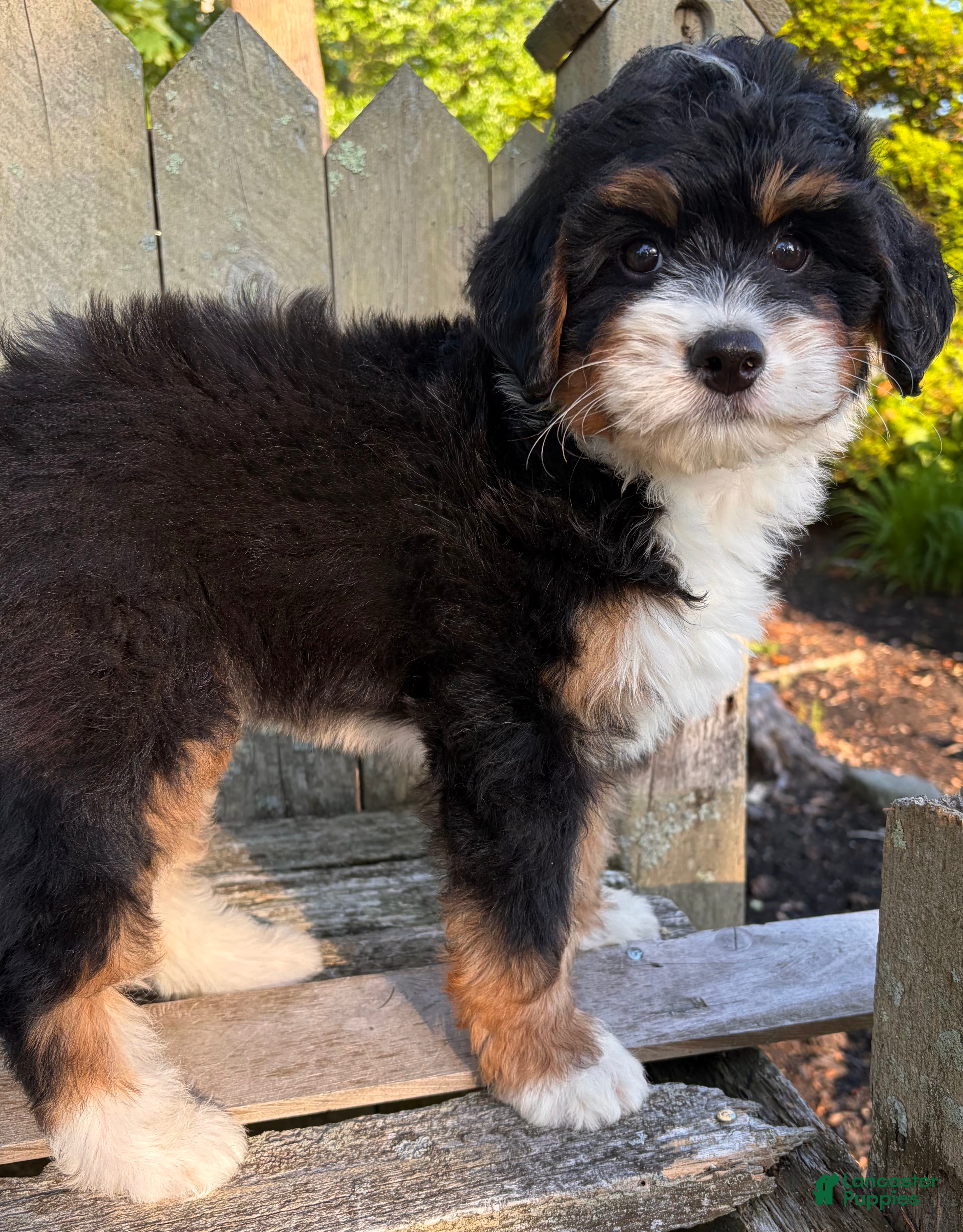 Mini Bernedoodle dogs for sale: ❤️IN BOSTON MASSACHUSETTS AREA❤️MINI BERNEDOODLE GIRL❤️ - Ad 3