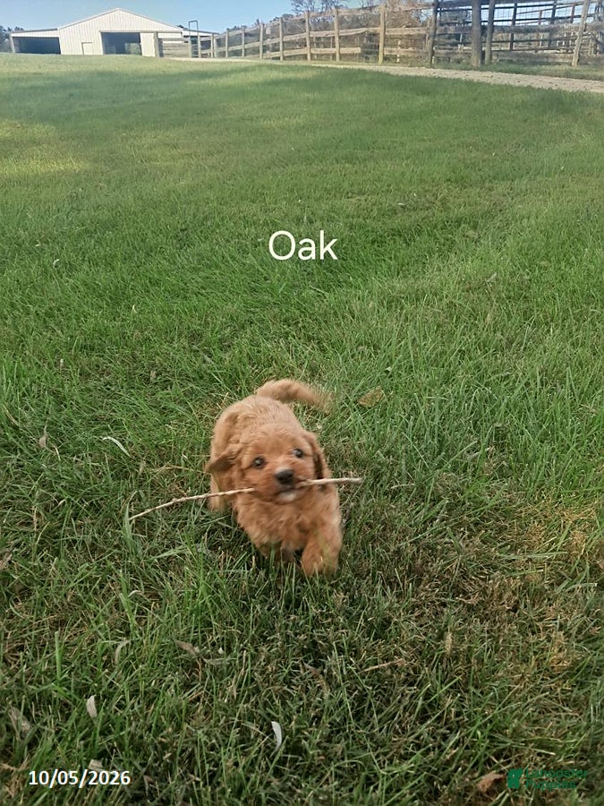 Cavapoo dogs Oak - Ad 2