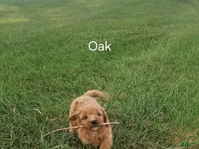 Cavapoo dogs for sale: Oak - Ad 2