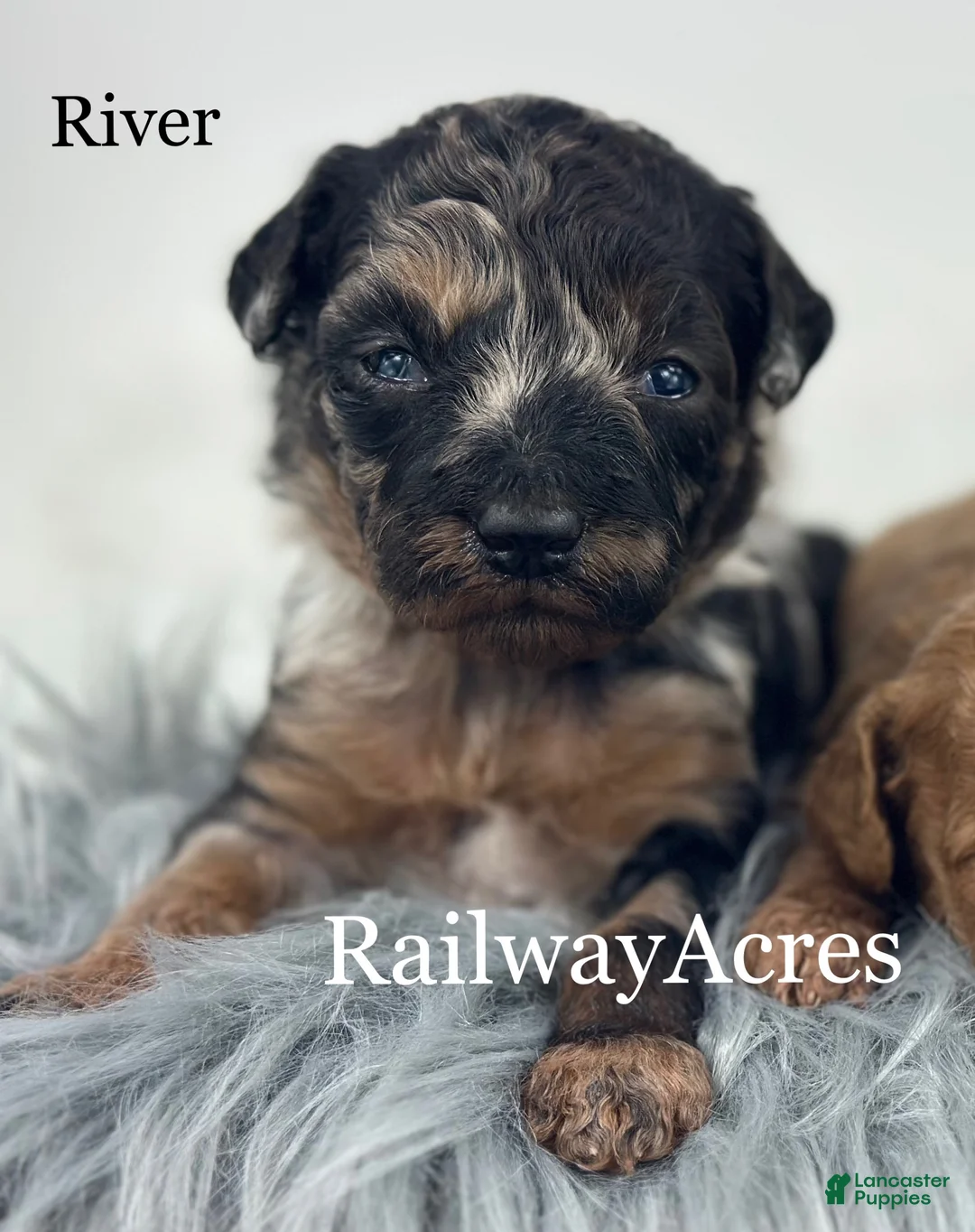 Goldendoodle dogs for sale: River - Ad 1