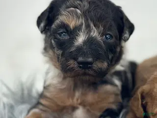 Goldendoodle dogs River - Ad 32