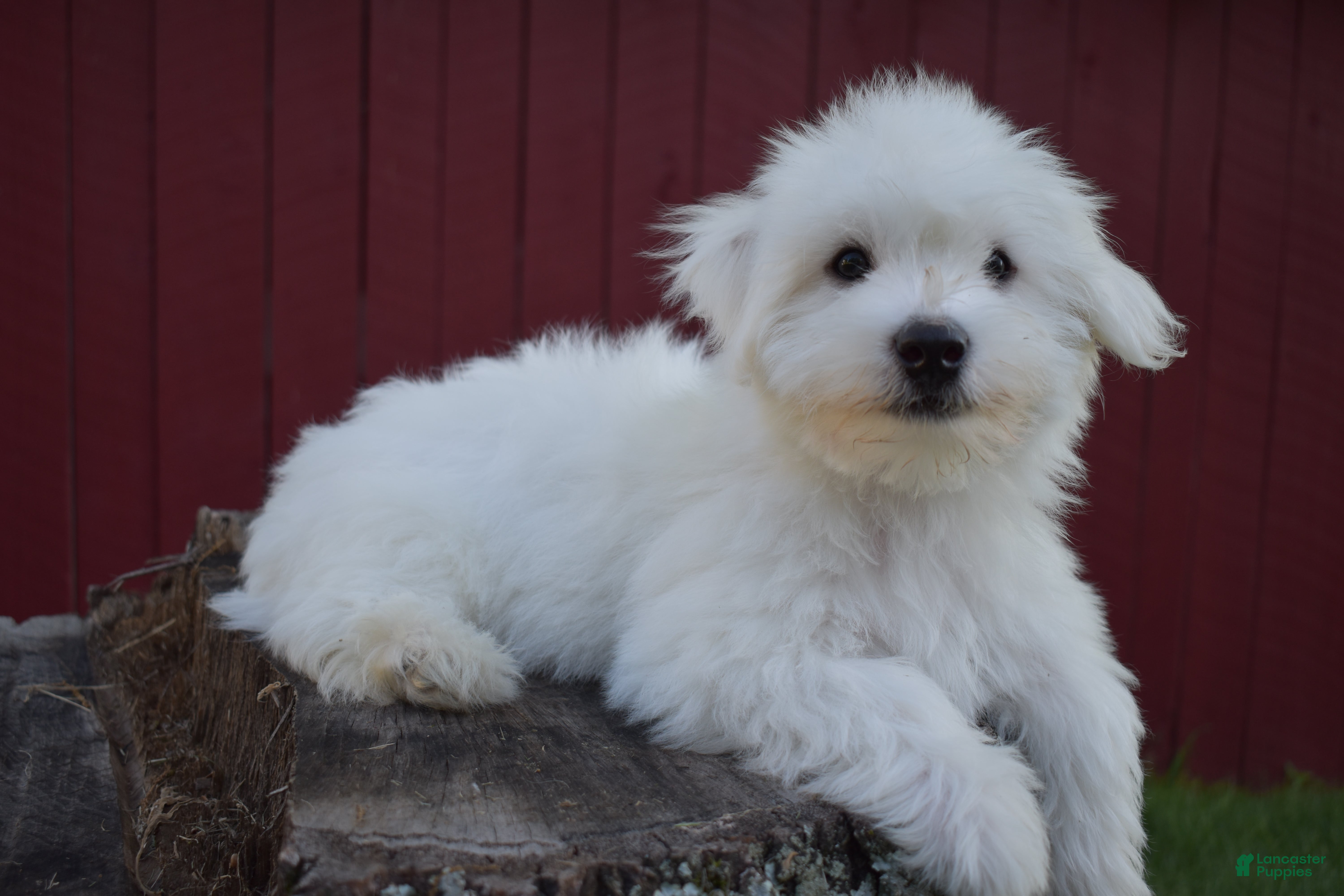 Maltese dogs  Justin  - Ad 1
