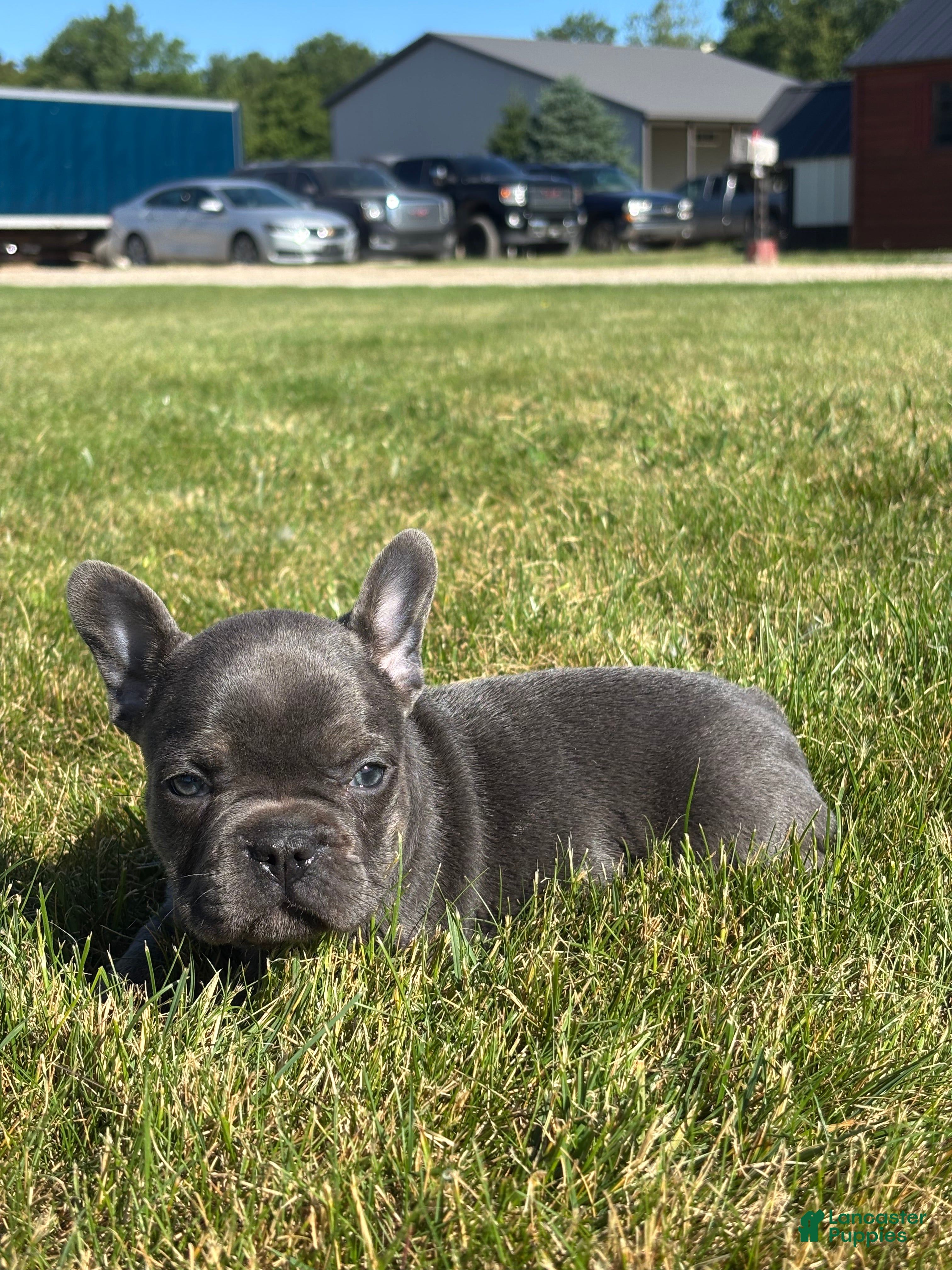 French Bulldog dogs for sale: Randy - Ad 3