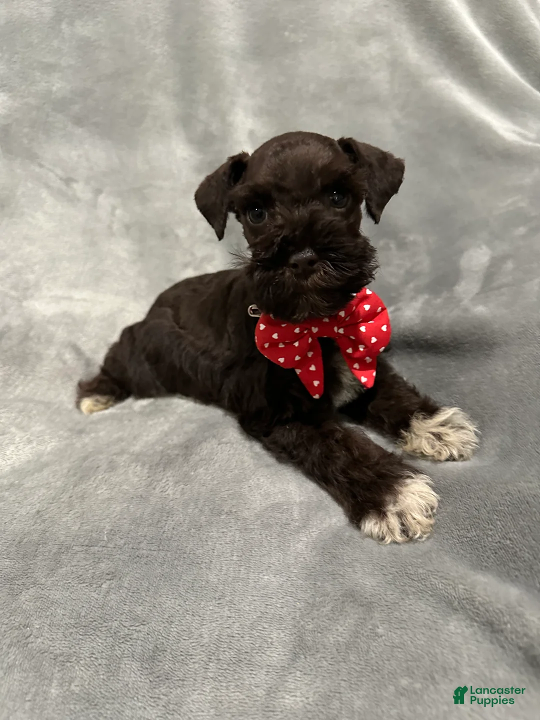 Miniature Schnauzer dogs for sale: Coco  - Ad 2