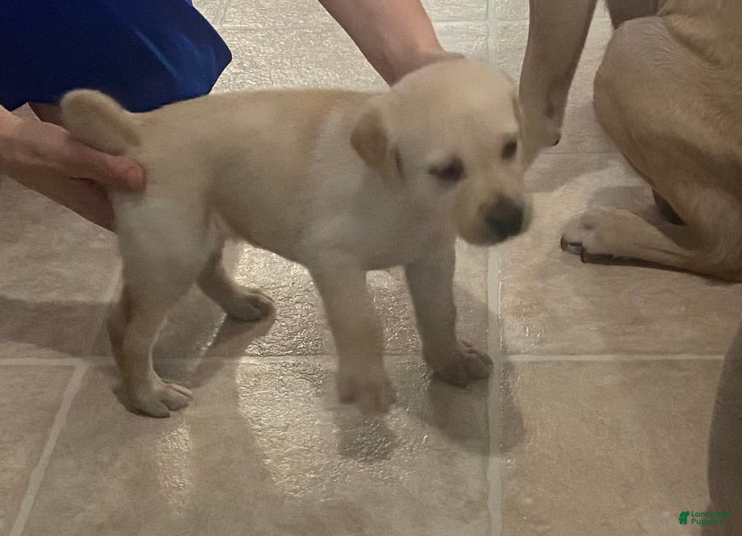 Gallery Image {{count}}