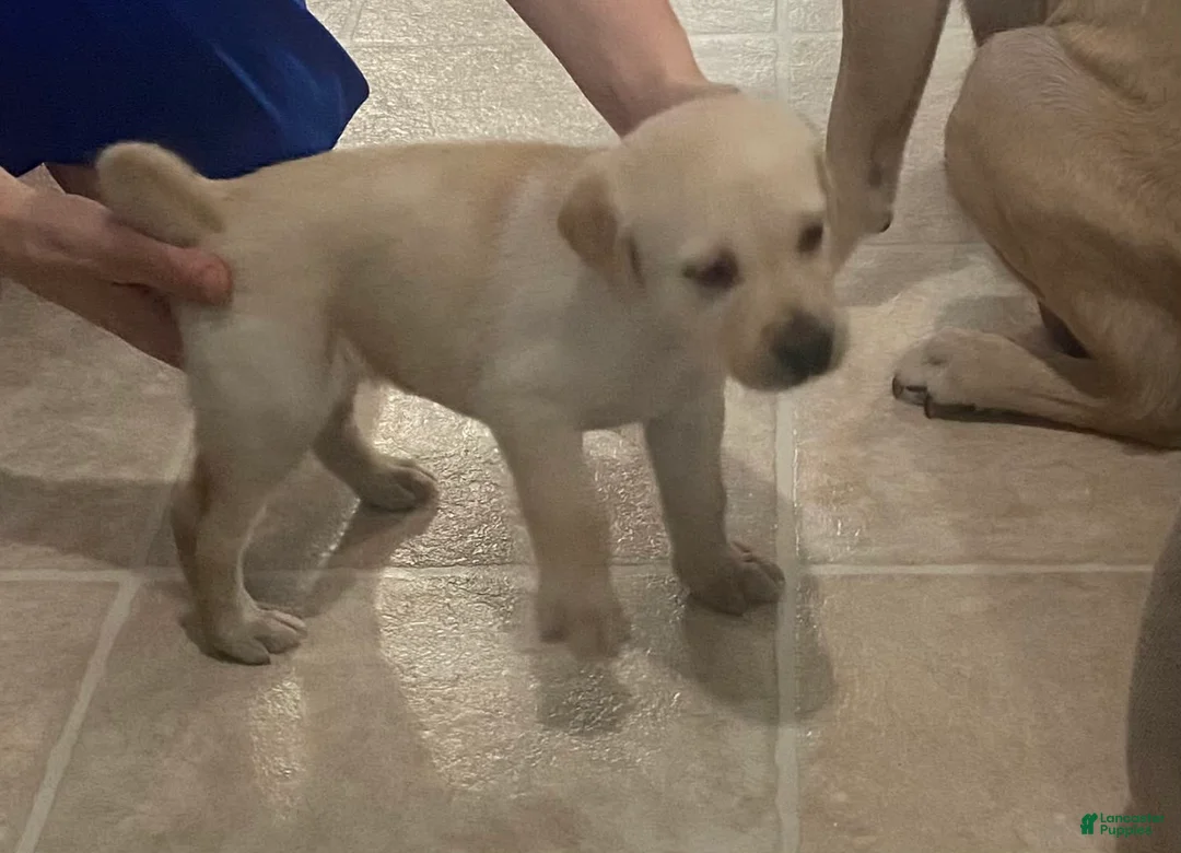 Gallery Image {{count}}