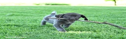 German Shorthaired Pointer dogs for sale: Rowdy - Ad 4