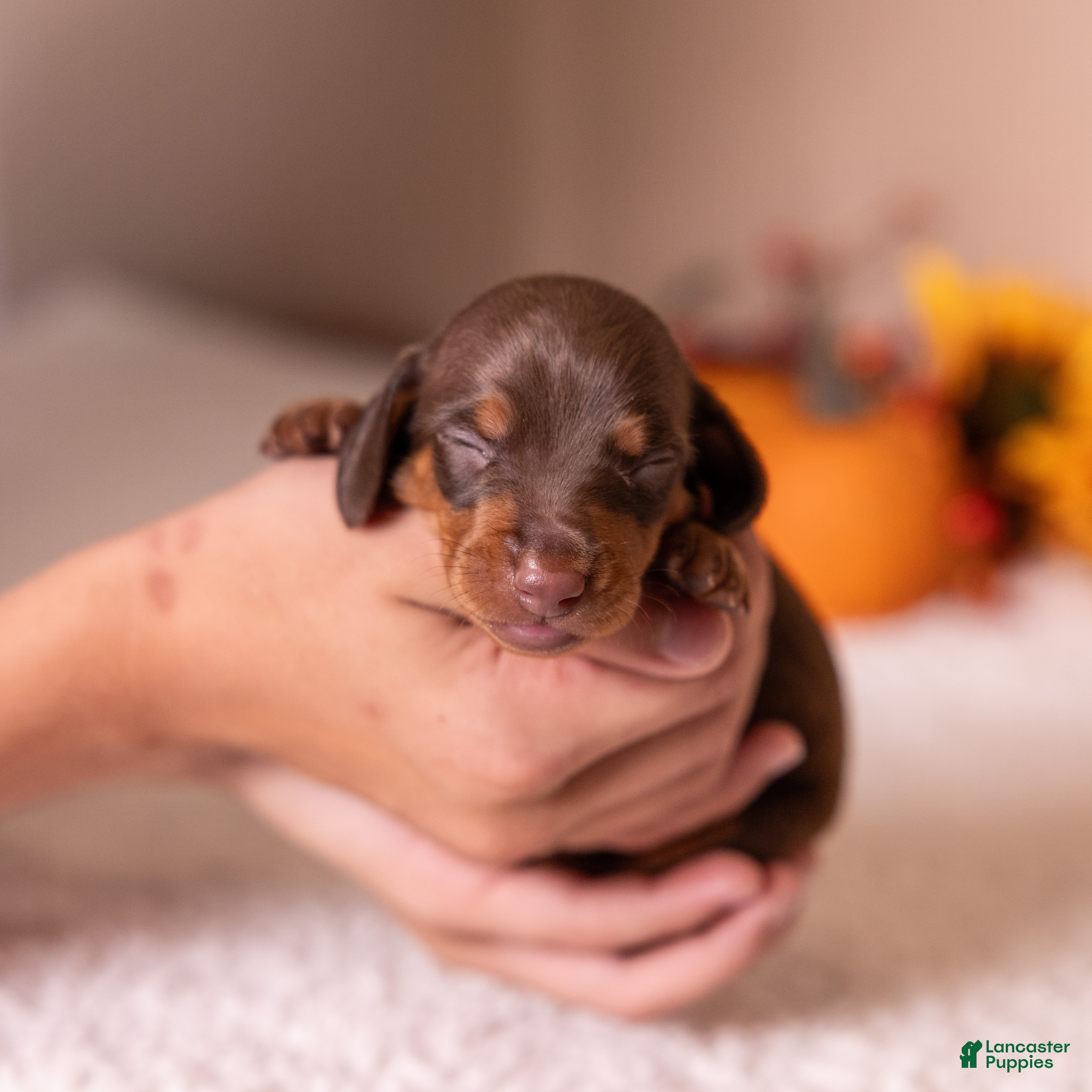 Miniature Dachshund dogs Liam - Ad 2