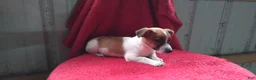 Jack Russell Terrier dogs for sale: Freddy - Ad 5