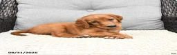 Mixed Breed dogs for sale: Rosa  - Ad 4
