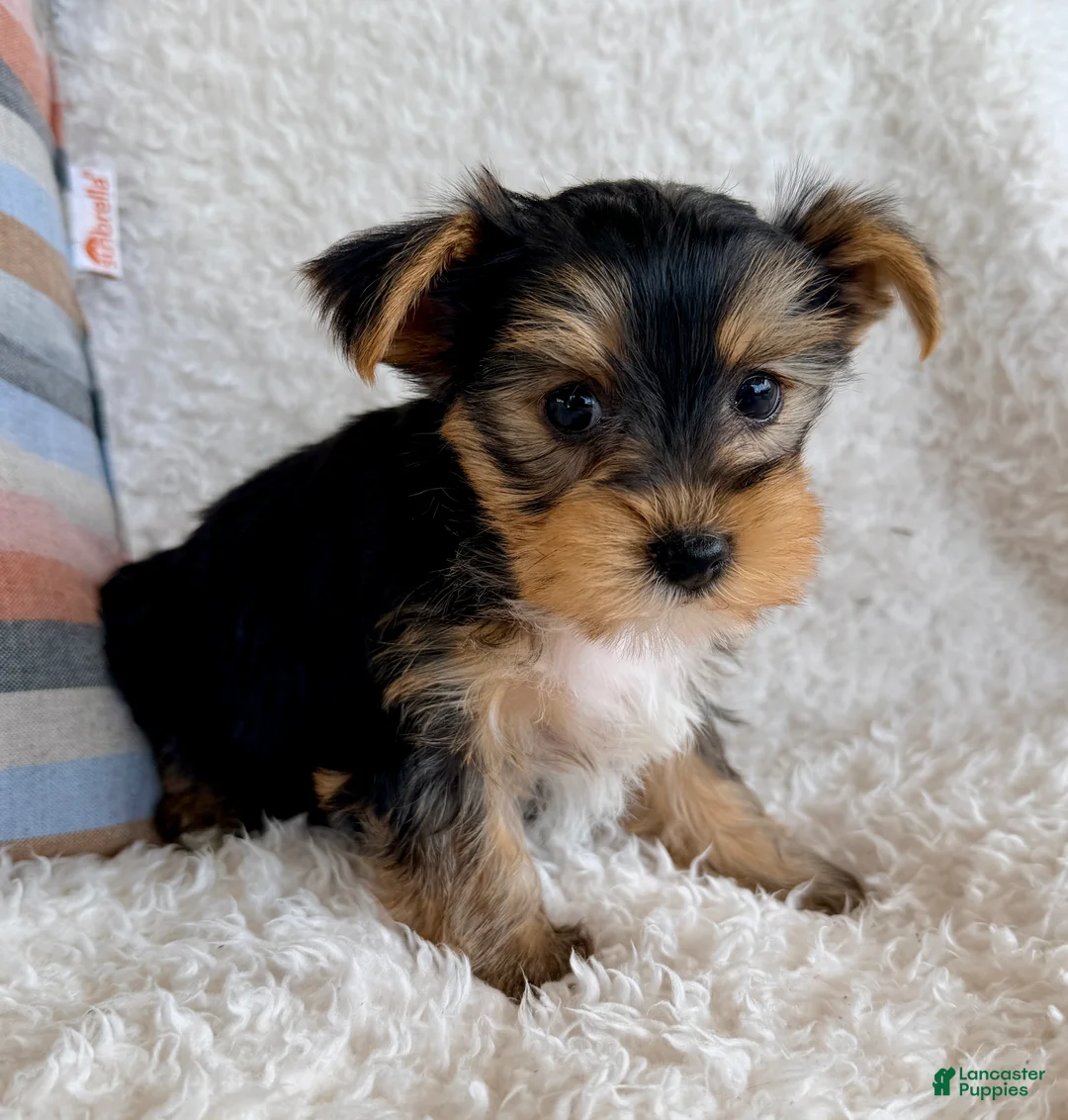 Yorkshire Terrier dogs for sale: Jax - Ad 2