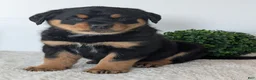 Mixed Breed dogs for sale: Tank - Ad 11