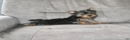 Yorkshire Terrier dogs for sale: Petunia - Ad 7