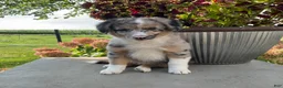 Mixed Breed dogs for sale: Bella - Ad 3