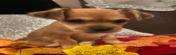 Mixed Breed dogs for sale: Mixed Breed 2 - Ad 3