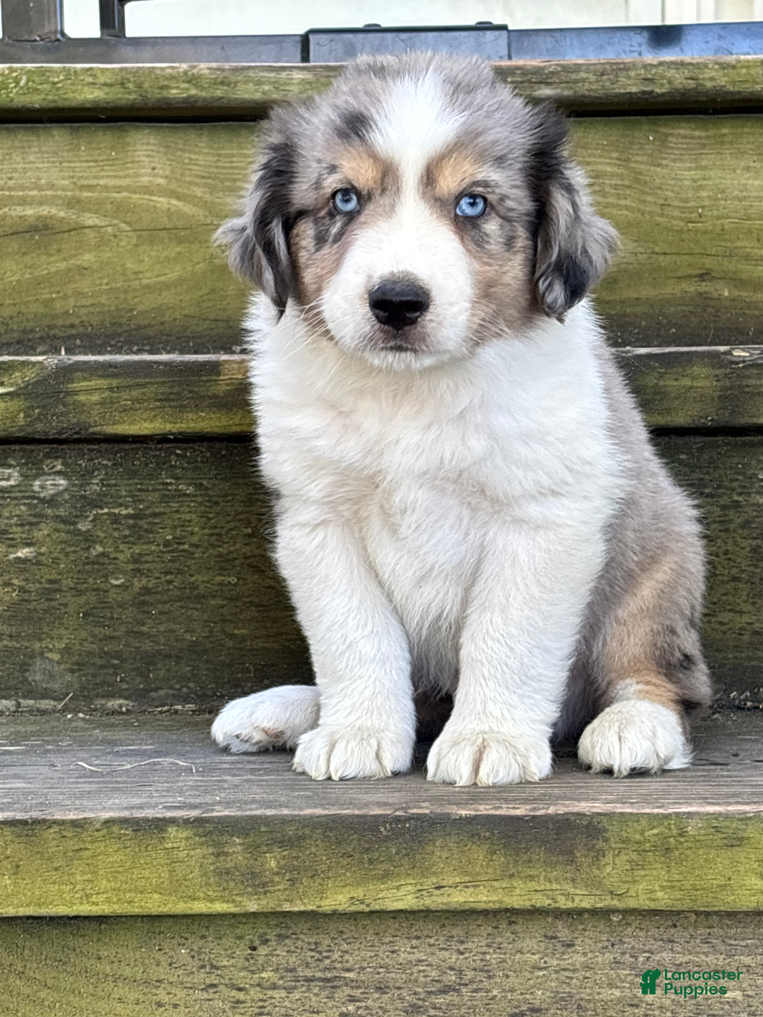 Mini Aussiedoodle dogs Twix - Ad 2